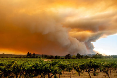 Wine O'Clock is Ticking: Climate Change and the Future of Wine